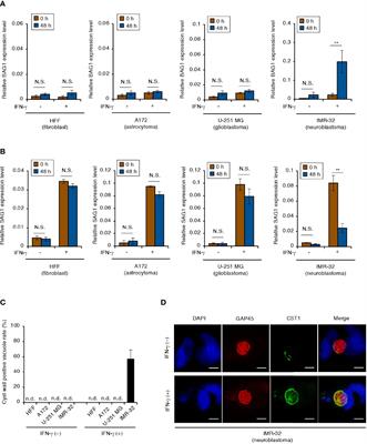 Depletion of Intracellular Glutamine Pools Triggers Toxoplasma gondii Stage Conversion in Human Glutamatergic Neurons